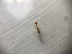 Pseudomyrmex leptosus by (c) Raven Dandridge, some rights reserved (CC BY), uploaded by Raven Dandridge. Used under a CC-BY license.