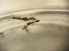 Pseudomyrmex leptosus by (c) Raven Dandridge, some rights reserved (CC BY), uploaded by Raven Dandridge. Used under a CC-BY license.