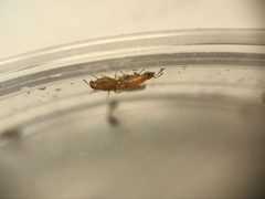 Pseudomyrmex leptosus by (c) Raven Dandridge, some rights reserved (CC BY), uploaded by Raven Dandridge. Used under a CC-BY license.