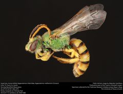 Agapostemon melliventris by no rights reserved, uploaded by Alejandro Santillana. Used under a CC0 license.