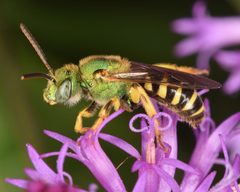 Agapostemon virescens by (c) Christina Butler, some rights reserved (CC BY). Used under a CC-BY license.