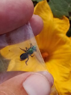 Agapostemon virescens by (c) Dayron Breto, some rights reserved (CC BY), uploaded by Dayron Breto. Used under a CC-BY license.