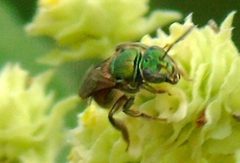 Augochlora by (c) Francisco Farriols Sarabia, some rights reserved (CC BY), uploaded by Francisco Farriols Sarabia. Used under a CC-BY license.