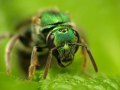 Augochlorella by (c) Katja Schulz, some rights reserved (CC BY). Used under a CC-BY license.