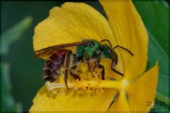 Augochloropsis by (c) RAP, some rights reserved (CC BY), uploaded by RAP. Used under a CC-BY license.