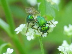 Augochloropsis by (c) Sam Kieschnick, some rights reserved (CC BY), uploaded by Sam Kieschnick. Used under a CC-BY license.