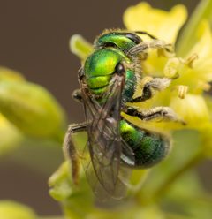 Augochlorini by no rights reserved, uploaded by Jesse Rorabaugh. Used under a CC0 license.