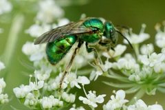 Augochlorini by (c) Amy Schnebelin, some rights reserved (CC BY), uploaded by Amy Schnebelin. Used under a CC-BY license.