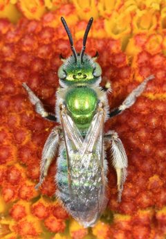 Agapostemon angelicus by (c) Don Loarie, some rights reserved (CC BY), uploaded by Don Loarie. Used under a CC-BY license.