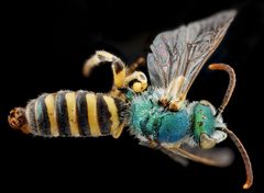 Agapostemon angelicus by no rights reserved, uploaded by USGS Bee Inventory and Monitoring Lab. Used under a CC0 license.