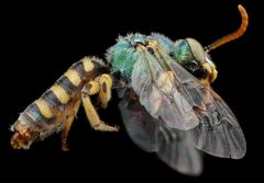 Agapostemon angelicus by no rights reserved, uploaded by USGS Bee Inventory and Monitoring Lab. Used under a CC0 license.