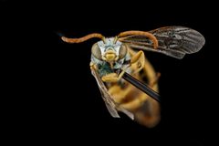 Agapostemon angelicus by no rights reserved, uploaded by USGS Bee Inventory and Monitoring Lab. Used under a CC0 license.