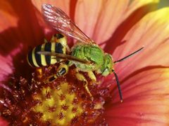 Agapostemon splendens by (c) Steve Kerr, some rights reserved (CC BY), uploaded by Steve Kerr. Used under a CC-BY license.