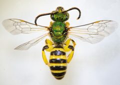 Agapostemon texanus by (c) Don Loarie, some rights reserved (CC BY), uploaded by Don Loarie. Used under a CC-BY license.