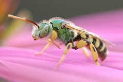 Agapostemon texanus by (c) eebee, some rights reserved (CC BY), uploaded by eebee. Used under a CC-BY license.