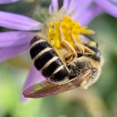 Halictus rubicundus by (c) Michelle Orcutt, some rights reserved (CC BY), uploaded by Michelle Orcutt. Used under a CC-BY license.