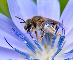 Lasioglossum leucozonium by (c) Bernie Paquette, some rights reserved (CC BY), uploaded by Bernie Paquette. Used under a CC-BY license.