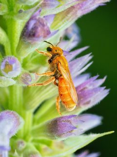 Lasioglossum vierecki by (c) Thilina Hettiarachchi, some rights reserved (CC BY), uploaded by Thilina Hettiarachchi. Used under a CC-BY license.