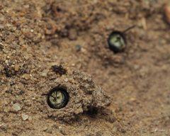 Lasioglossum zephyrus by (c) Thilina Hettiarachchi, some rights reserved (CC BY), uploaded by Thilina Hettiarachchi. Used under a CC-BY license.