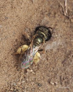 Lasioglossum zephyrus by (c) Thilina Hettiarachchi, some rights reserved (CC BY), uploaded by Thilina Hettiarachchi. Used under a CC-BY license.