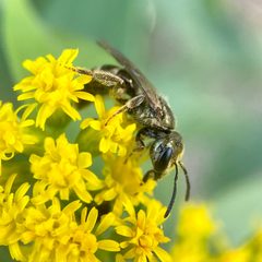 Lasioglossum zephyrus by (c) Michelle Orcutt, some rights reserved (CC BY), uploaded by Michelle Orcutt. Used under a CC-BY license.