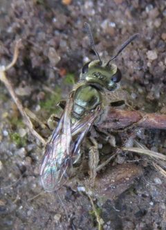 Lasioglossum zephyrus by no rights reserved, uploaded by Adam Kranz. Used under a CC0 license.