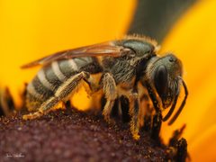 Halictus confusus by (c) Thilina Hettiarachchi, some rights reserved (CC BY), uploaded by Thilina Hettiarachchi. Used under a CC-BY license.