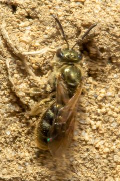 Lasioglossum cattellae by (c) Alec McClay, some rights reserved (CC BY), uploaded by Alec McClay. Used under a CC-BY license.
