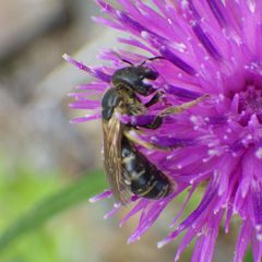 Halictus by (c) Ben Armstrong, some rights reserved (CC BY), uploaded by Ben Armstrong. Used under a CC-BY license.