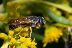 Halictus parallelus by no rights reserved, uploaded by Mike Mulqueen. Used under a CC0 license.