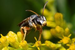 Halictus parallelus by no rights reserved, uploaded by Mike Mulqueen. Used under a CC0 license.