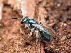 Lasioglossum coeruleum by (c) Katja Schulz, some rights reserved (CC BY). Used under a CC-BY license.