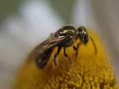Lasioglossum gotham by (c) Cole Shoemaker, some rights reserved (CC BY), uploaded by Cole Shoemaker. Used under a CC-BY license.