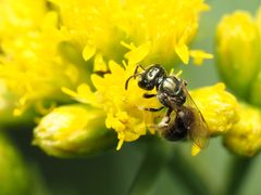 Lasioglossum imitatum by (c) Katja Schulz, some rights reserved (CC BY), uploaded by Katja Schulz. Used under a CC-BY license.