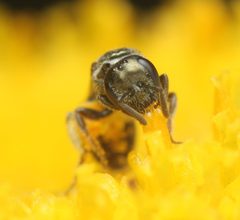 Lasioglossum imitatum by (c) Zachary Dankowicz, some rights reserved (CC BY), uploaded by Zachary Dankowicz. Used under a CC-BY license.