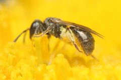 Lasioglossum imitatum by (c) Zachary Dankowicz, some rights reserved (CC BY), uploaded by Zachary Dankowicz. Used under a CC-BY license.