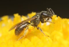 Lasioglossum imitatum by (c) Zachary Dankowicz, some rights reserved (CC BY), uploaded by Zachary Dankowicz. Used under a CC-BY license.
