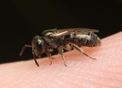 Lasioglossum imitatum by (c) Zachary Dankowicz, some rights reserved (CC BY), uploaded by Zachary Dankowicz. Used under a CC-BY license.