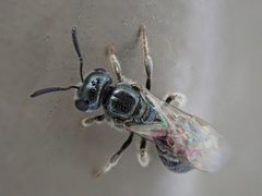 Lasioglossum imitatum by (c) Cole Shoemaker, some rights reserved (CC BY), uploaded by Cole Shoemaker. Used under a CC-BY license.