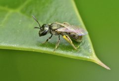Lasioglossum imitatum by (c) Steve Kerr, some rights reserved (CC BY), uploaded by Steve Kerr. Used under a CC-BY license.