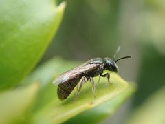 Lasioglossum imitatum by no rights reserved, uploaded by Yann Kemper. Used under a CC0 license.
