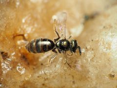 Lasioglossum imitatum by (c) Katja Schulz, some rights reserved (CC BY), uploaded by Katja Schulz. Used under a CC-BY license.