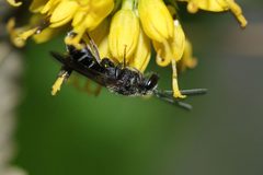 Lasioglossum pectorale by (c) Even Dankowicz, some rights reserved (CC BY), uploaded by Even Dankowicz. Used under a CC-BY license.
