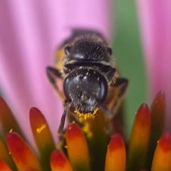 Lasioglossum pectorale by (c) Michelle Orcutt, some rights reserved (CC BY), uploaded by Michelle Orcutt. Used under a CC-BY license.