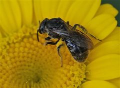 Lasioglossum pectorale by (c) Paul Prior, some rights reserved (CC BY), uploaded by Paul Prior. Used under a CC-BY license.
