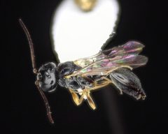 Helorus anomalipes by (c) Will Kuhn, some rights reserved (CC BY), uploaded by Will Kuhn. Used under a CC-BY license.
