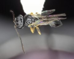 Helorus anomalipes by (c) Will Kuhn, some rights reserved (CC BY), uploaded by Will Kuhn. Used under a CC-BY license.