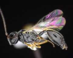 Helorus anomalipes by (c) Will Kuhn, some rights reserved (CC BY), uploaded by Will Kuhn. Used under a CC-BY license.