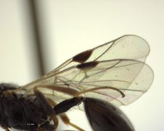 Helorus anomalipes by (c) Will Kuhn, some rights reserved (CC BY), uploaded by Will Kuhn. Used under a CC-BY license.