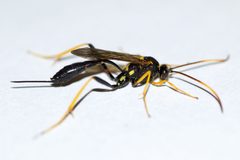 Acroricnus stylator by (c) Owen Strickland, some rights reserved (CC BY), uploaded by Owen Strickland. Used under a CC-BY license.